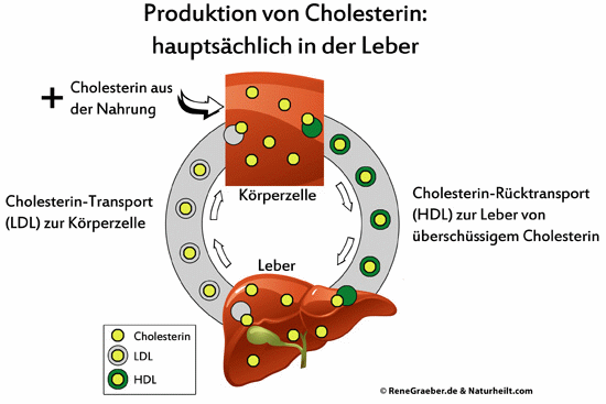 Cholesterin Transport Zelle - Leber